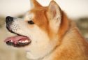 Akita Inu: tudo o que precisa de saber sobre esta raça