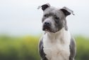 American Staffordshire Terrier: tudo o que precisa de saber sobre esta raça