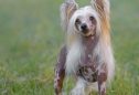 Cão de Crista Chinês: tudo o que precisa de saber sobre esta raça