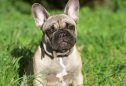 Buldogue Francês: tudo o que precisa de saber sobre esta raça