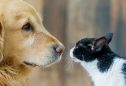 Golden Retriever: tudo o que precisa de saber sobre esta raça