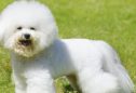 Bichon Frisé: tudo o que precisa de saber sobre esta raça