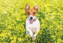 Jack Russel Terrier: tudo o que precisa de saber sobre esta raça
