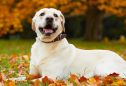 Labrador Retriever: tudo o que precisa de saber sobre esta raça