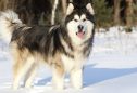 Malamute do Alasca: tudo o que precisa de saber sobre esta raça