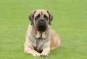 Mastiff: tudo o que precisa de saber sobre esta raça