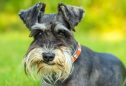 Schnauzer: tudo o que precisa de saber sobre esta raça