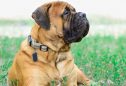 Bullmastiff: tudo o que precisa de saber sobre esta raça