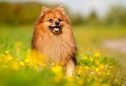 Lulu da Pomerânia (ou Spitz Alemão Anão): tudo o que precisa de saber sobre esta raça