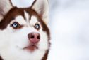 Husky Siberiano: tudo o que precisa de saber sobre esta raça