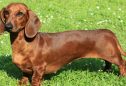 Dachshund: tudo o que precisa de saber sobre esta raça