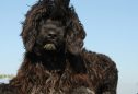 Cão de Água Português: tudo o que precisa de saber sobre esta raça