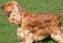 Cocker Spaniel: tudo o que precisa de saber sobre esta raça