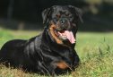 Rottweiler: tudo o que precisa de saber sobre esta raça