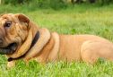 Shar Pei: tudo o que precisa de saber sobre esta raça