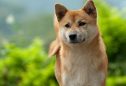 Shiba Inu: tudo o que precisa de saber sobre esta raça
