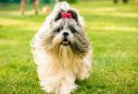 Shih Tzu: tudo o que precisa de saber sobre esta raça