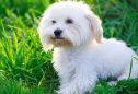 Bichon Maltês: tudo o que precisa de saber sobre esta raça