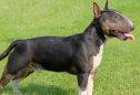 Bull Terrier: tudo o que precisa de saber sobre esta raça