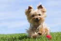 Yorkshire Terrier: tudo o que precisa de saber sobre esta raça
