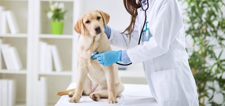 patologias congénitas cardíacas em cães