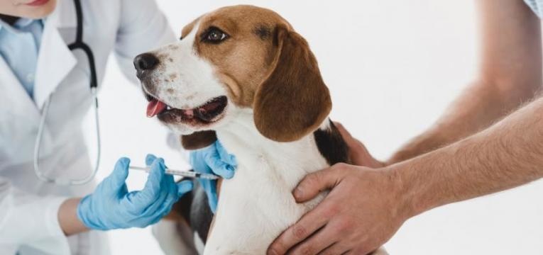 cuidados a ter no inverno com os animais