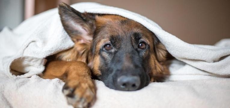 anestesia para tosquiar o cão