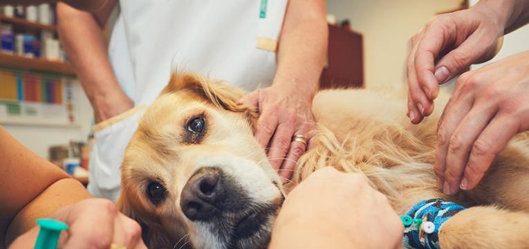 anestesia para tosquiar cão