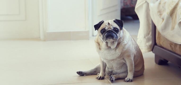 cão tem barriga inchada