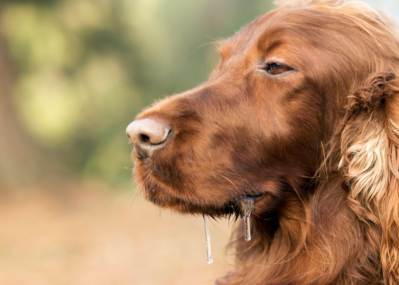 O seu cão babase muito? Esteja atento a este sinal